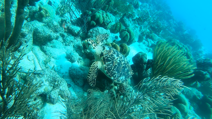 turtle